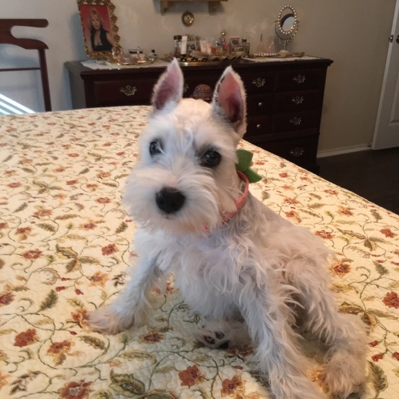 Meet your Posher, Rachel my fur baby is Coco!! - Picture 3 of 4